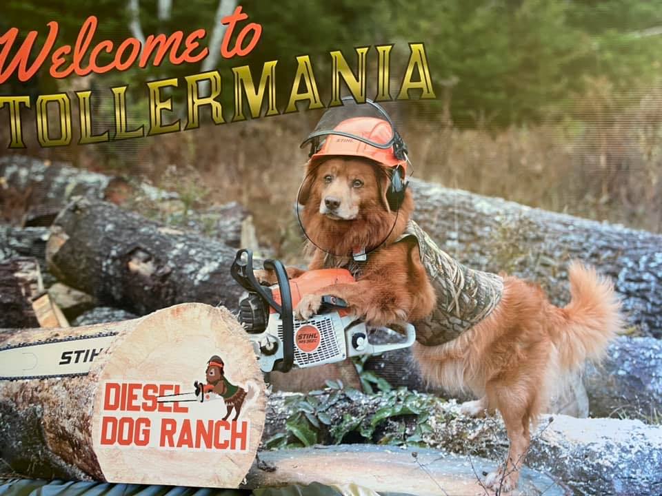 Tollermania 4
